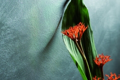 Gioia_Foglia_Verde